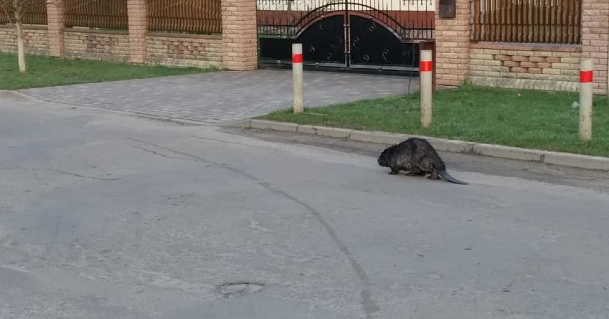 Вийшов на прогулянку: у Волинській області посеред міста помітили бобра (фото)