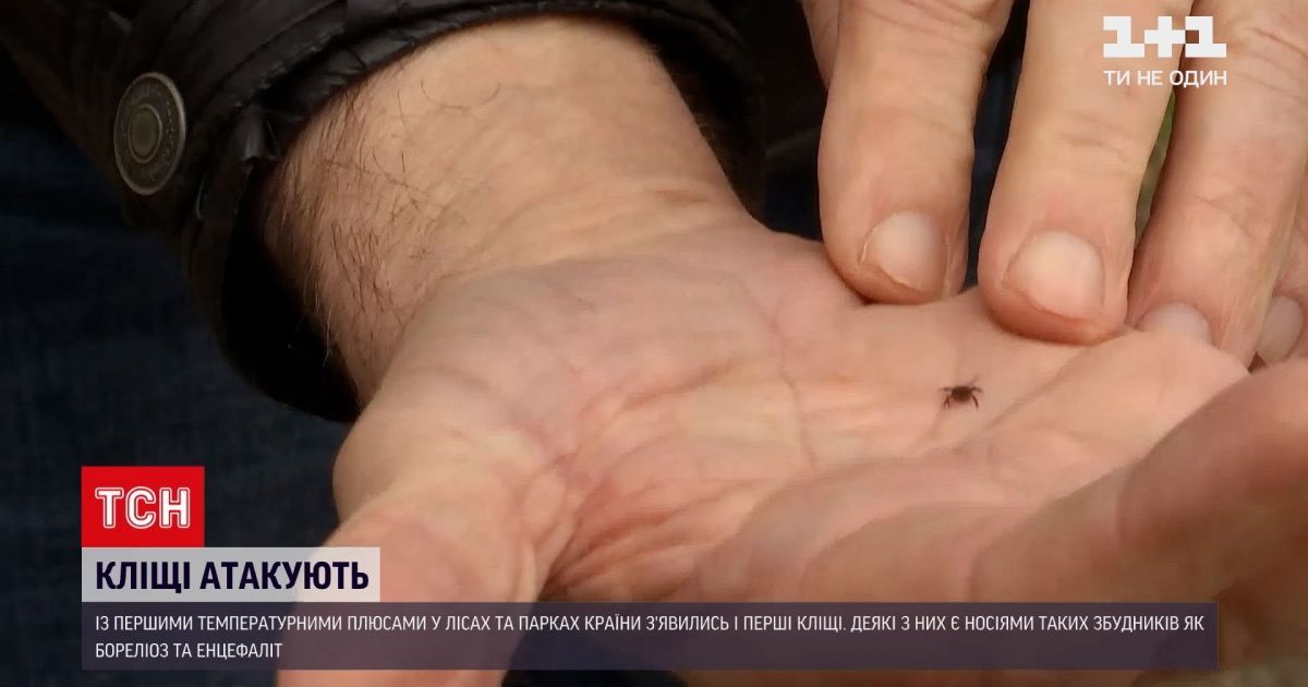 Сезон кліщів почався: чим вони небезпечні і що робити у разі укусу