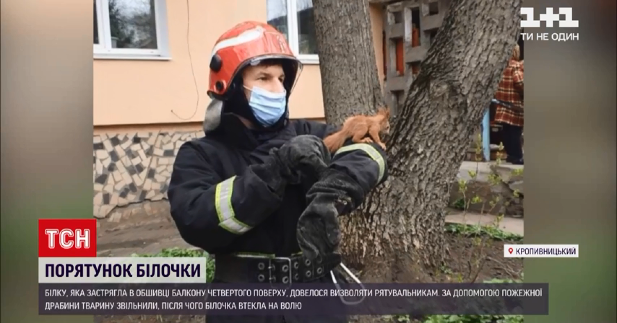 У Кропивницькому рятувальники визволили білочку, яка застрягла в обшивці балкона четвертого поверху