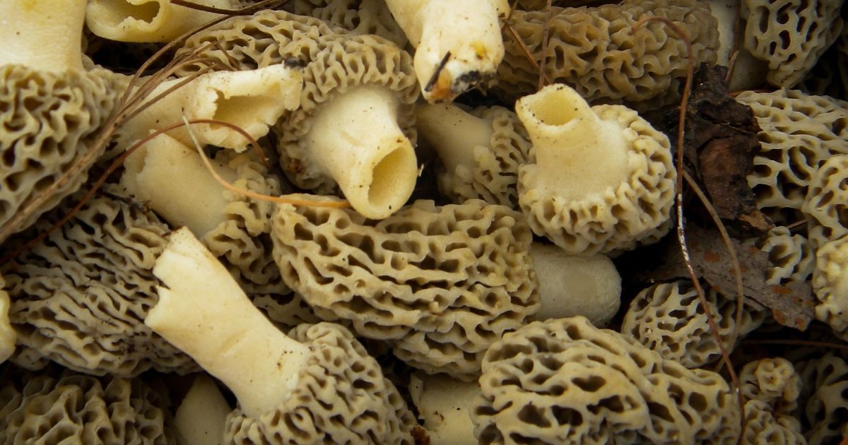 Грибы сморчки: как выглядят, где растут, когда собирать