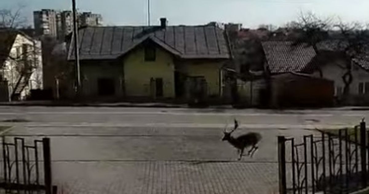 У курортному Трускавці розгулював містом молодий олень: відео