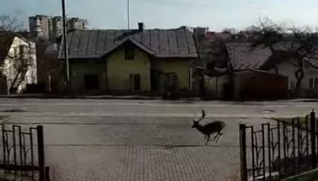 У курортному Трускавці розгулював містом молодий олень: відео