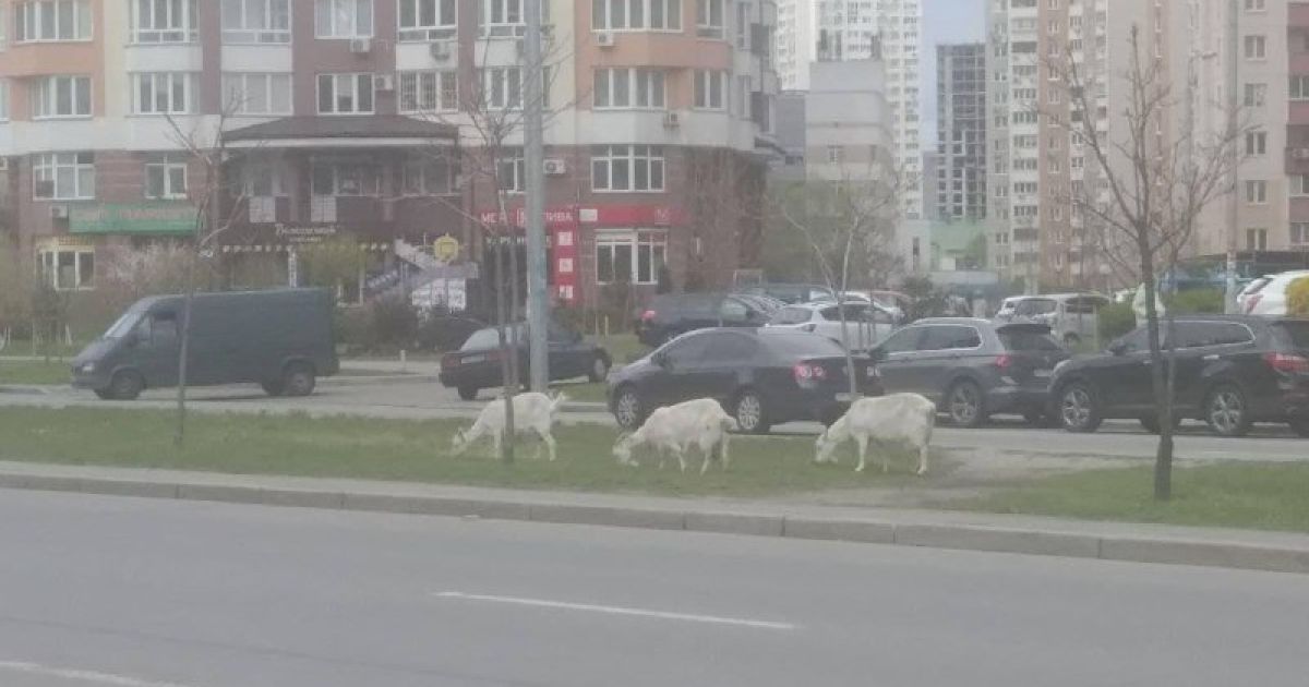Искали пищу среди припаркованных машин: в Киеве возле многоэтажек заметили коз (фото)