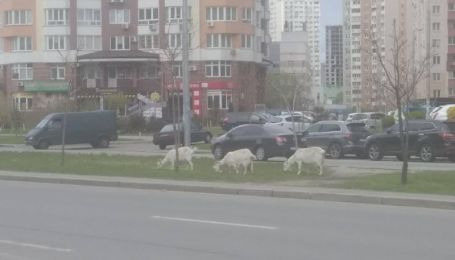 Искали пищу среди припаркованных машин: в Киеве возле многоэтажек заметили коз (фото)