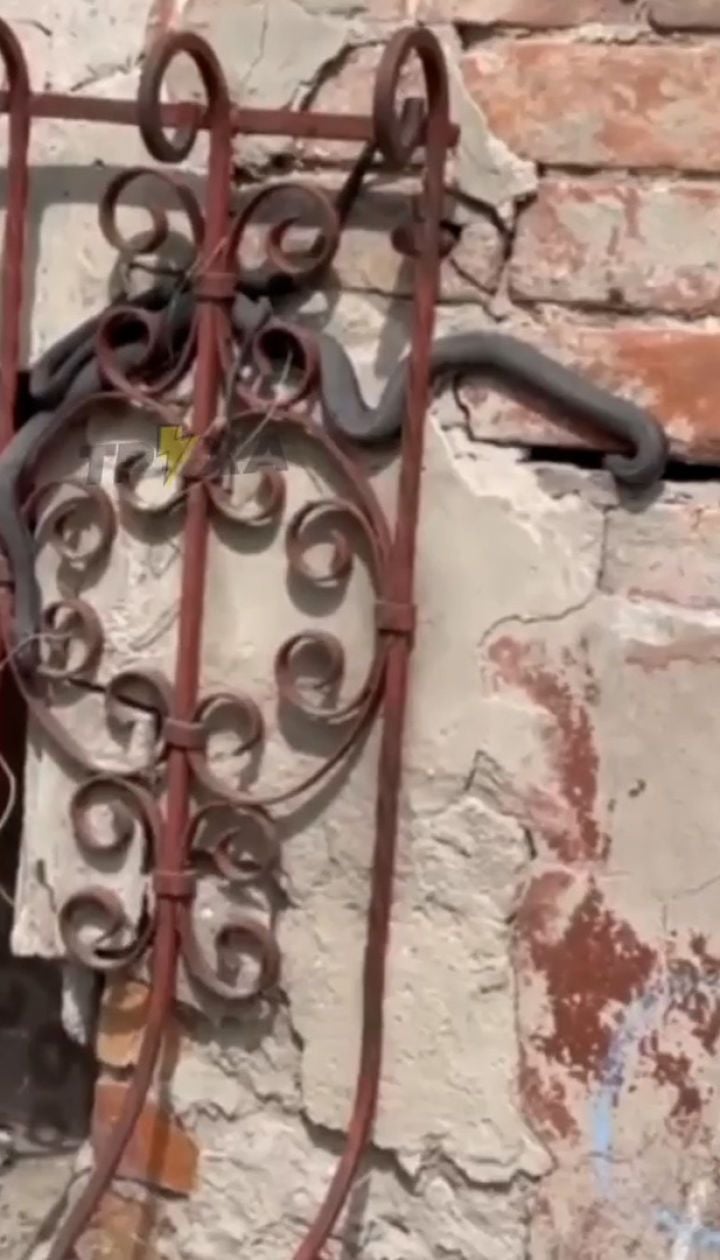У Харкові змії окупували будинок
