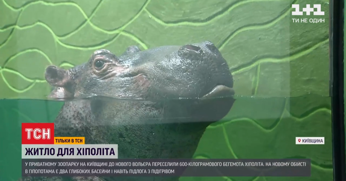 Домовлявся весь зоопарк: як бегемот Хіполіт переїжджав до нового вольєра у Київській області