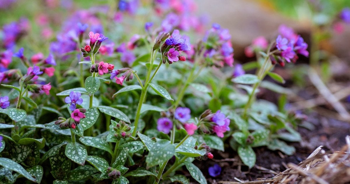 Действительно ли медуница лекарственная поможет при анемии