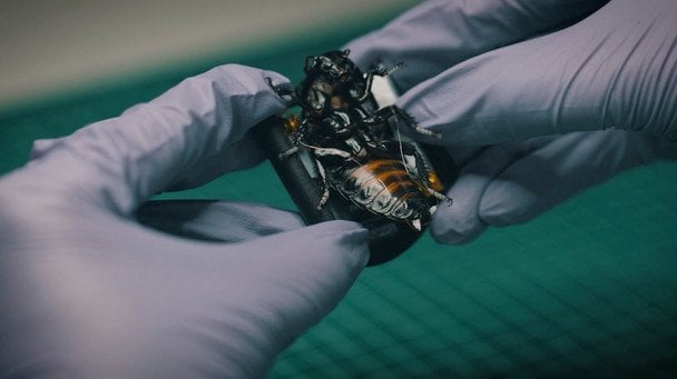 SWARM Biotactics pic