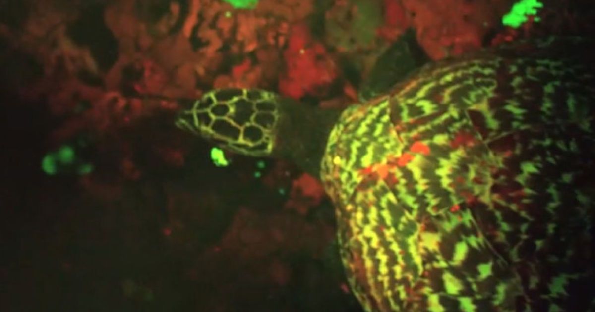 Ученый нашел уникальный вид черепахи-"светлячка" вблизи с Соломоновыми островами