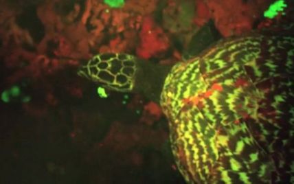 Ученый нашел уникальную черепаху-"светлячка" вблизи с Соломоновыми островами