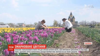 На Буковині фермер через карантин знищив 2 мільйони тюльпанів