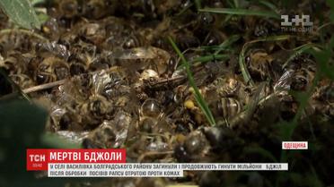 На Одещині загинули й продовжують вмирати мільйони бджіл