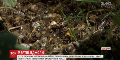 На Одещині загинули й продовжують вмирати мільйони бджіл