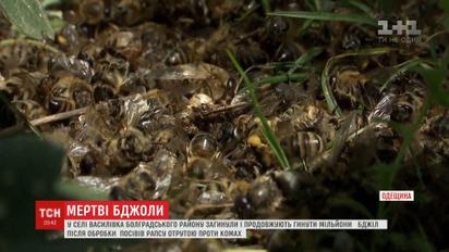 На Одещині загинули й продовжують вмирати мільйони бджіл