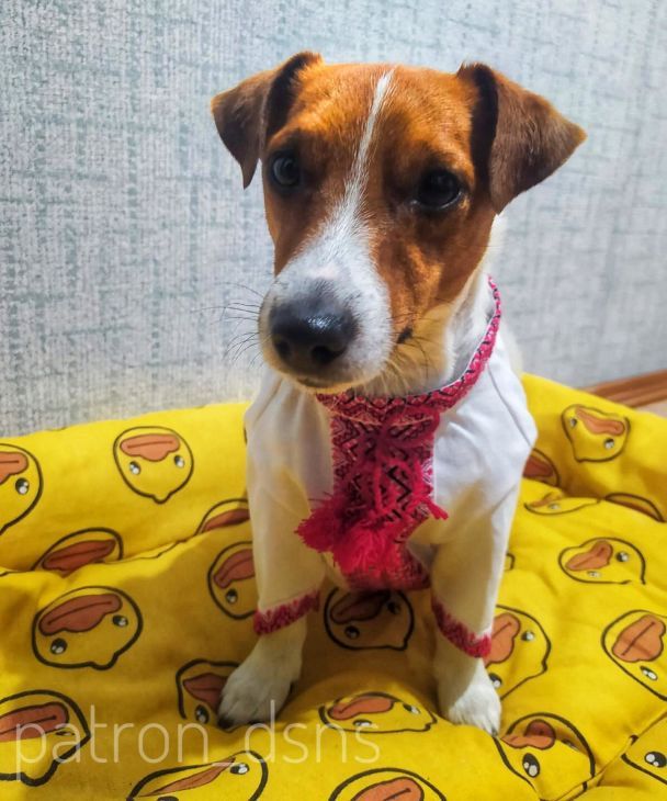 Пес Патрон/Instagram patron_dsns