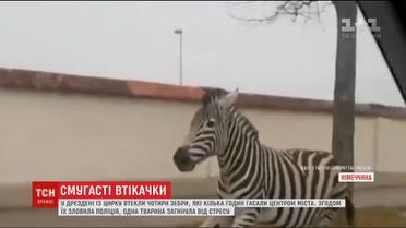 У Дрездені із цирку втекли чотири зебри, які кілька годин гасали центром міста
