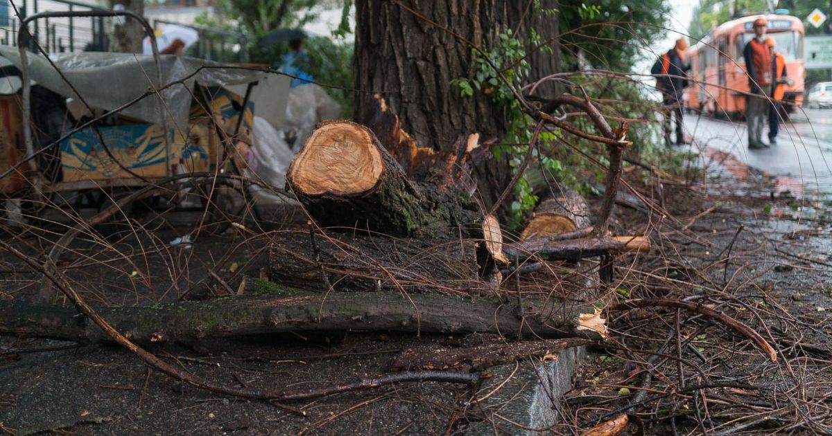 На Запорожье во время обрезки деревьев ветка убила прохожую