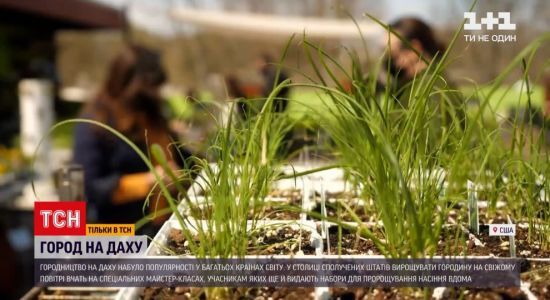Городина в тренді: у США зелень вирощують на дахах мегаполісів