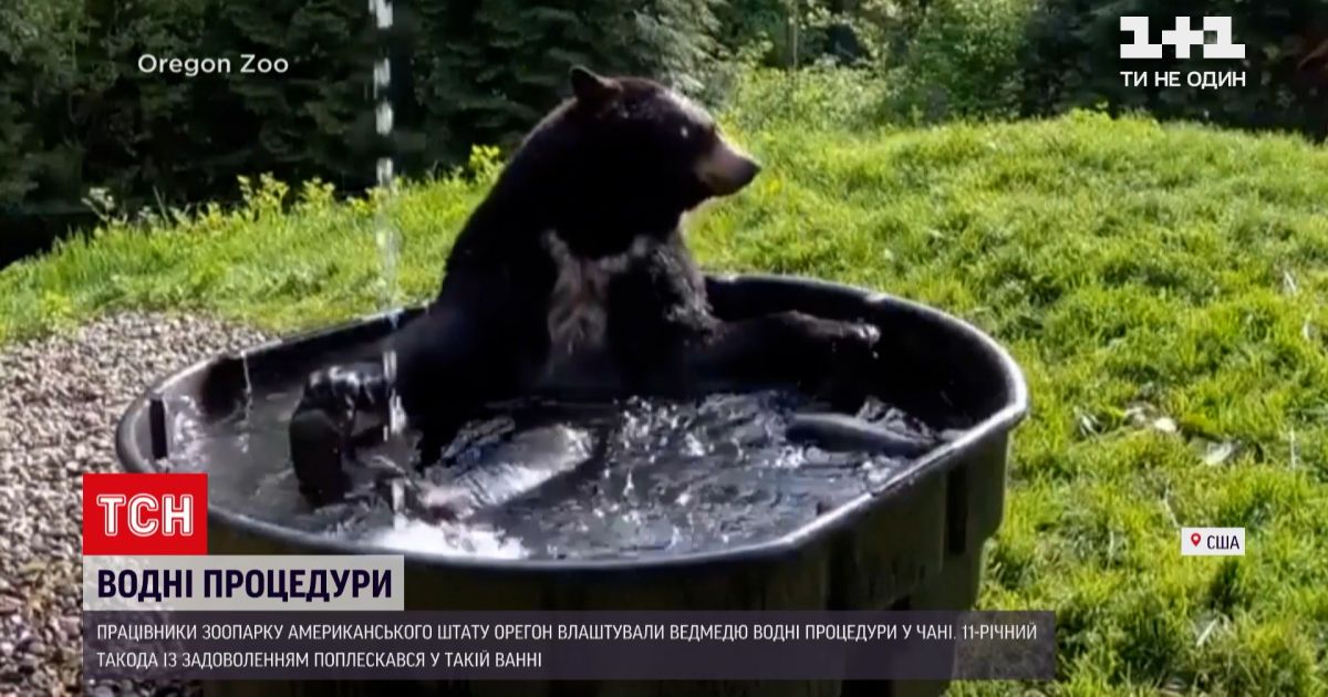 Видео - Новости мира: Сети появилось видео, как медведь из ...