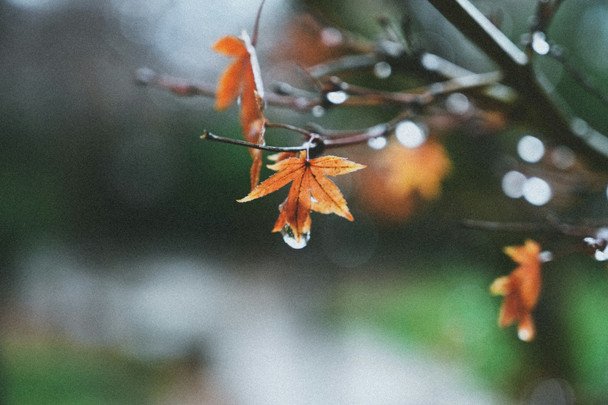 3 листопада на траві вранці роса — день буде теплим / © unsplash.com