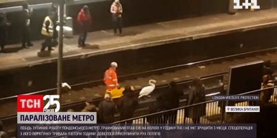 У лондонському метро рятували лебедя, який паралізував рух потягів | Новини світу