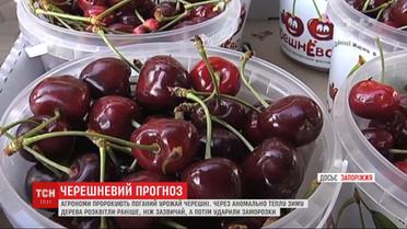 Агрономы прогнозируют плохой урожай черешни из-за аномально теплой зимы