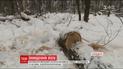 На Харківщині за рік браконьєри вирубали лісу на 5 мільйонів гривень