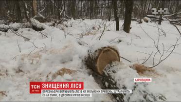 На Харківщині за рік браконьєри вирубали лісу на 5 мільйонів гривень