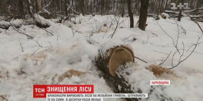 На Харківщині за рік браконьєри вирубали лісу на 5 мільйонів гривень