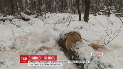 На Харківщині за рік браконьєри вирубали лісу на 5 мільйонів гривень