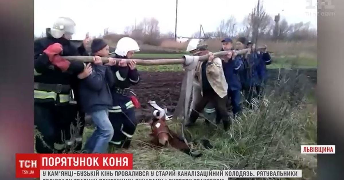 На Львівщині трактором та пожежними рукавами витягли коня з каналізаційного люку