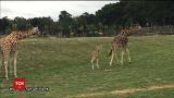 В английском сафари-парке родился детеныш редкого жирафа Ротшильда