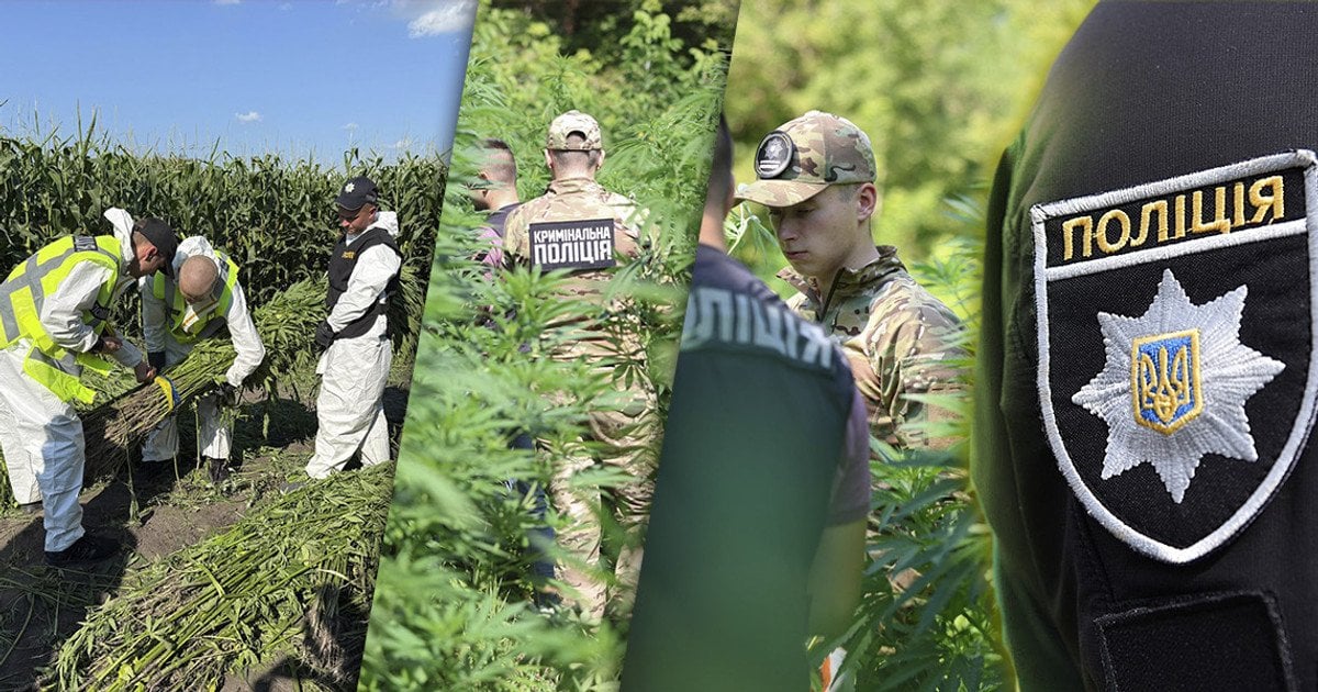 Полиция обнаружила рекордные посевы конопли и мака
