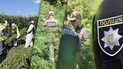 Полиция обнаружила рекордные посевы конопли и мака