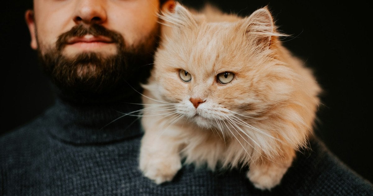 Як довго кішки пам’ятають господарів