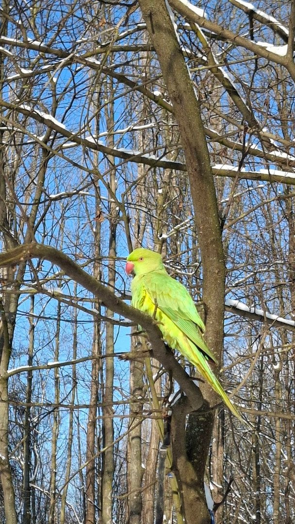 Папуга Крамера у Чернівцях. Фото: Facebook / Наталка Олійник / © фото з соцмереж