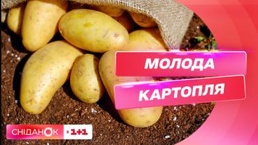 Молодой картофель уже на украинских прилавках: откуда везут и какая на него цена