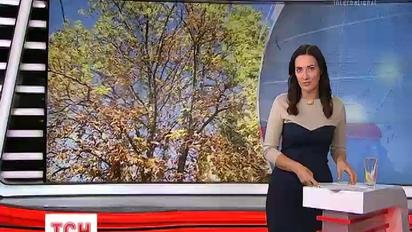 Осіння аномалія: у Одесі знову зацвіли каштани