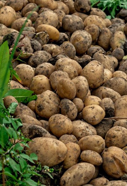 Що посіяти після картоплі