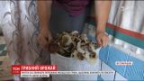 Урожайный сезон грибов в Житомирской области озадачил местных жителей