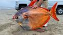 Фото: Facebook/SeasideAquarium