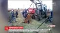 На Львовщине лошадь задними ногами провалилась в заросший канализационный люк