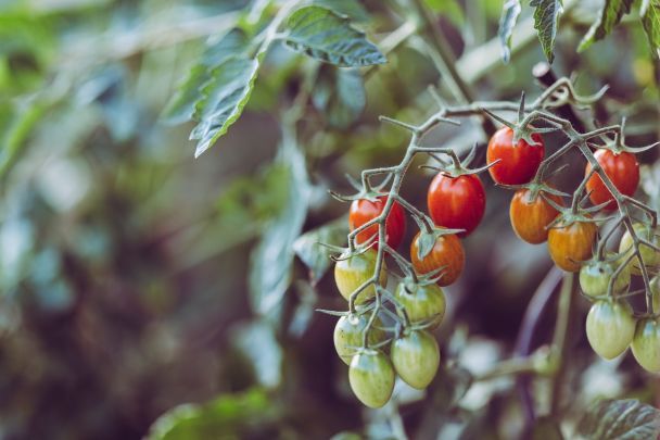Помідори містять велику кількість рослинних сполук, які є природними антиоксидантами, що містяться у фруктах і овочах / © Pexels