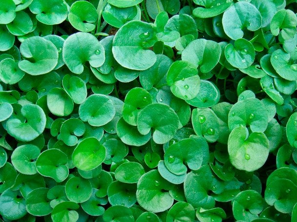 Дихондра повзуча  / © Credits