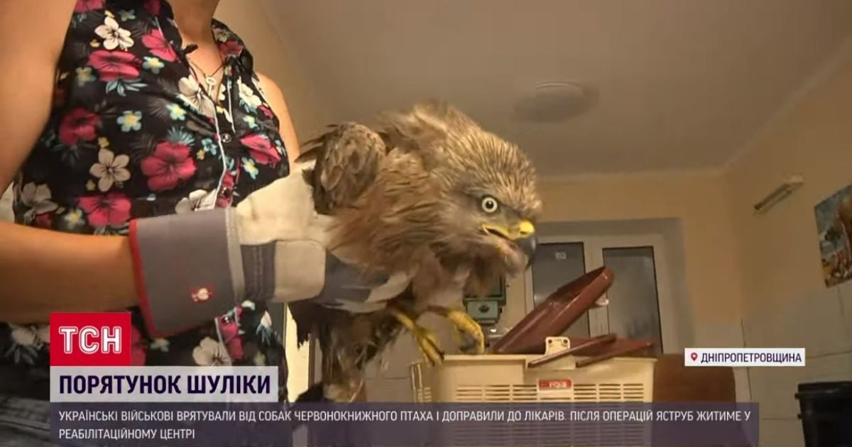 Шуліка чорний має ім'я БТР