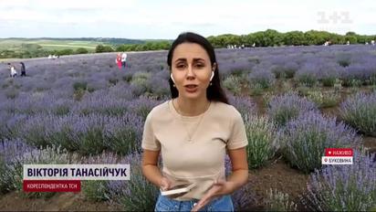 Краса, від від якої хочеться жити: розквітла найбільша в Україні плантація лаванди