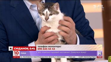 Ласкава кішка Тірамісу шукає дім