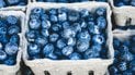 Як обрати чорницю в магазині