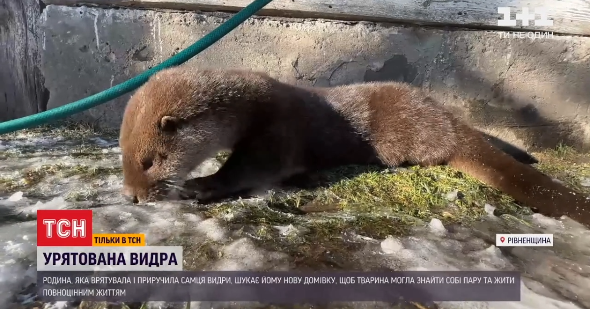 В Ровенской области спасенной выдре по прозвищу Пушик ищут новую семью: подробности