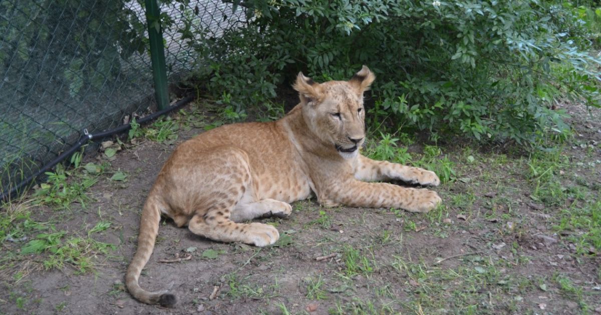 Домашний хищник. В Запорожье в обычной квартире нашли шестимесячного львенка
